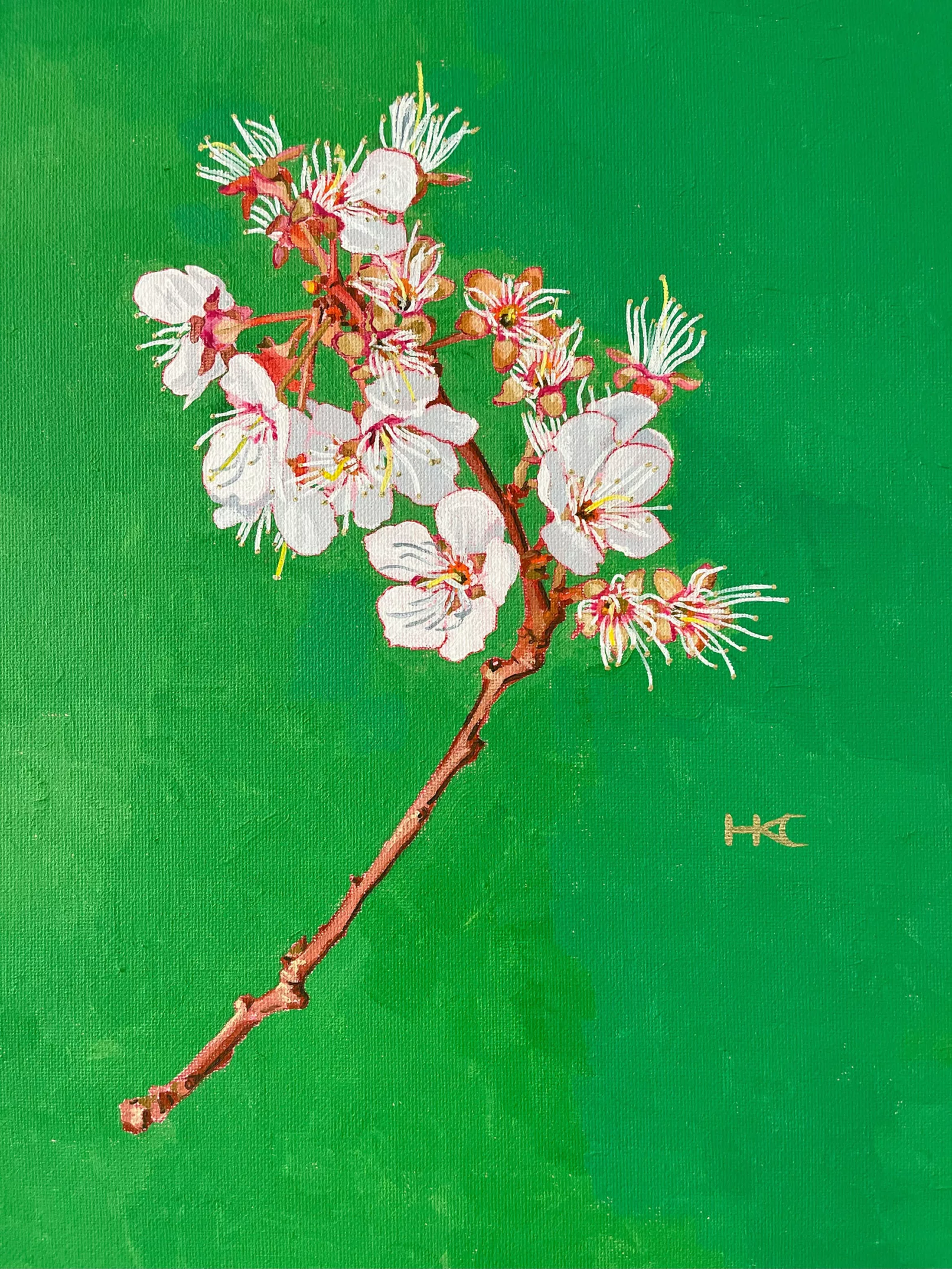 Sakura Cherry Blossom